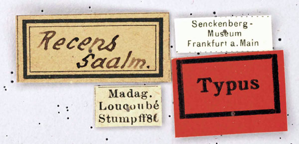 /filer/webapps/moths/media/images/R/recens_Biregula_HT_SNMFl.jpg