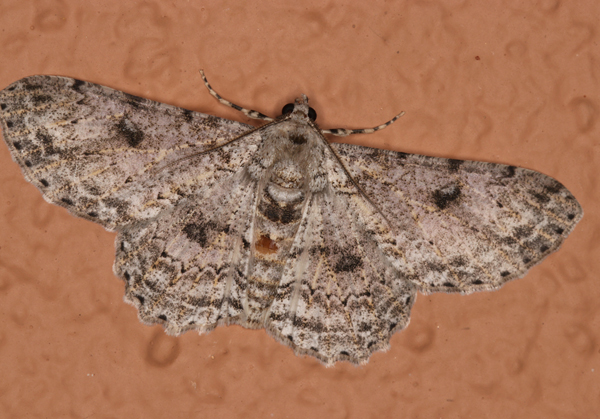 /filer/webapps/moths/media/images/R/reciprocaria_Ascotis_A_Roland_01.jpg
