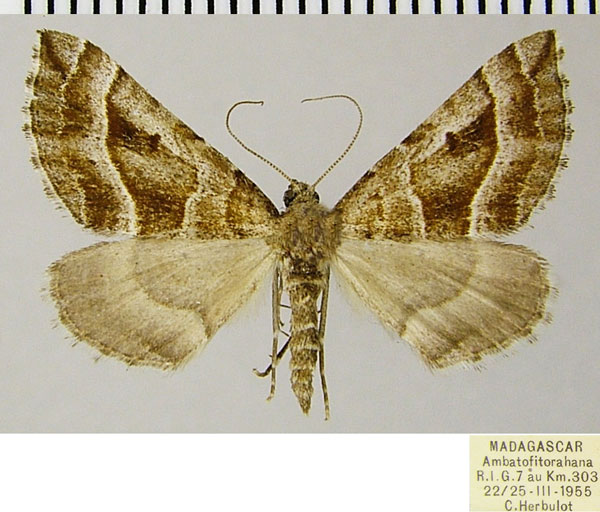 /filer/webapps/moths/media/images/R/recta_Parortholitha_AF_ZSM.jpg