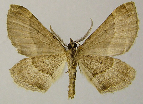 /filer/webapps/moths/media/images/R/recta_Parortholitha_AM_ZSMb.jpg