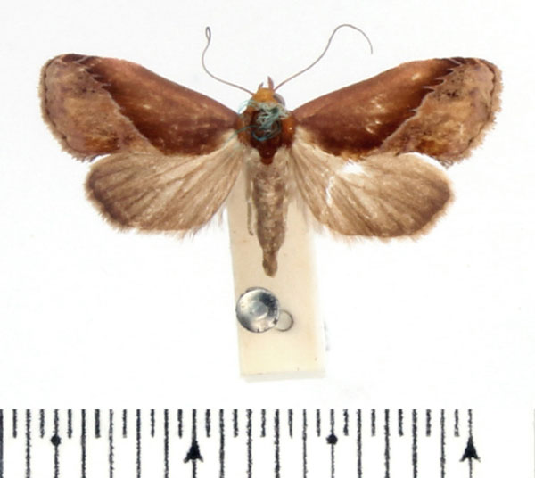 /filer/webapps/moths/media/images/R/rectalis_Arsacia_A_BMNH_02.jpg