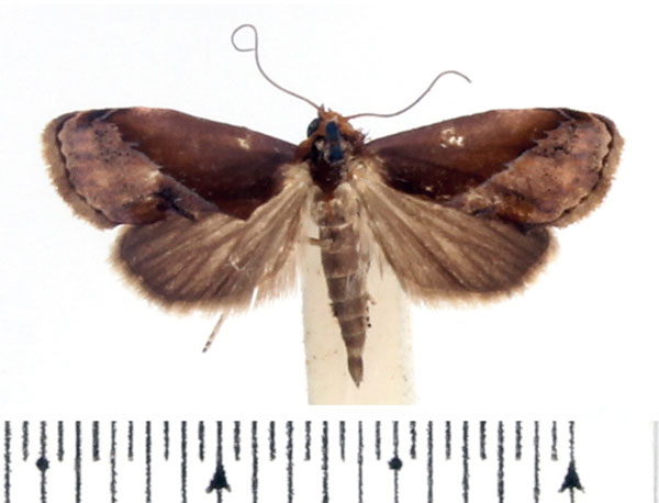 /filer/webapps/moths/media/images/R/rectalis_Arsacia_A_BMNH_03.jpg