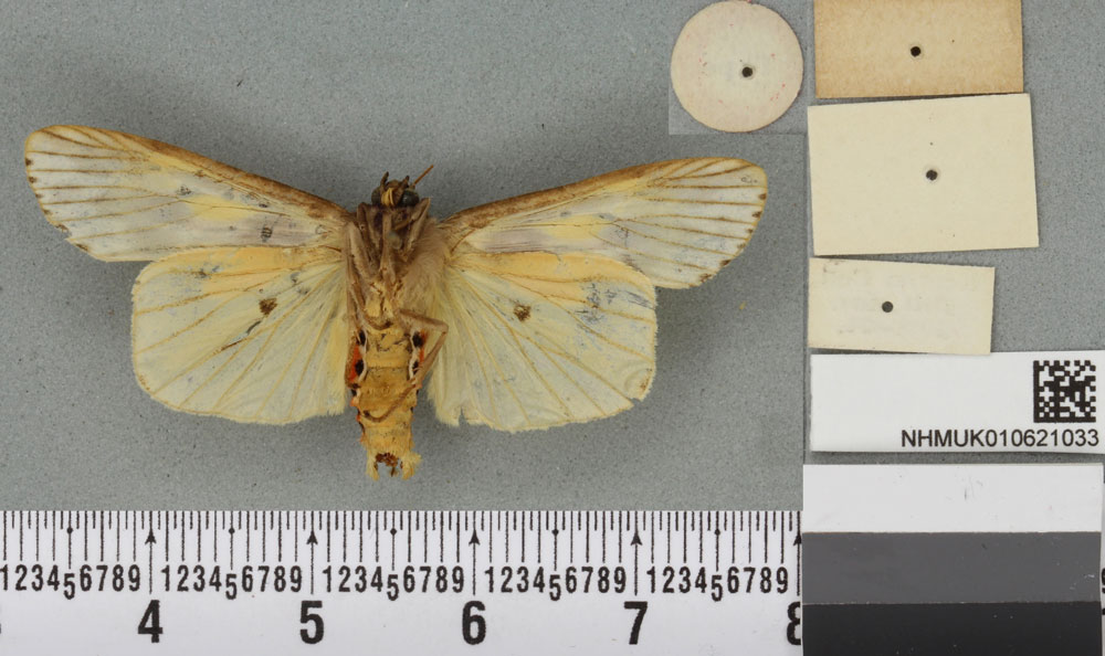 /filer/webapps/moths/media/images/R/rectangulata_Phryganopteryx_HT_BMNHb.jpg