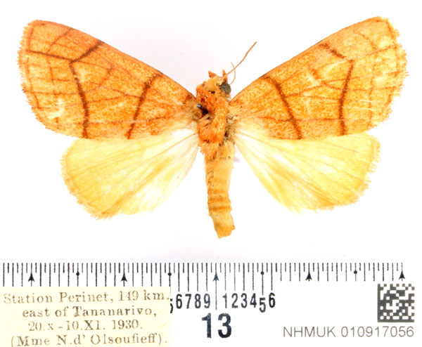 /filer/webapps/moths/media/images/R/rectangulata_Xanthodesma_AF_BMNH.jpg