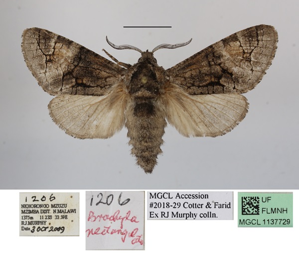 /filer/webapps/moths/media/images/R/rectangulatus_Brachylia_AM_MGCLa_03.JPG