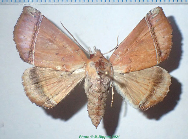 /filer/webapps/moths/media/images/R/rectefasciata_Hyperlopha_AF_Bippus.jpg