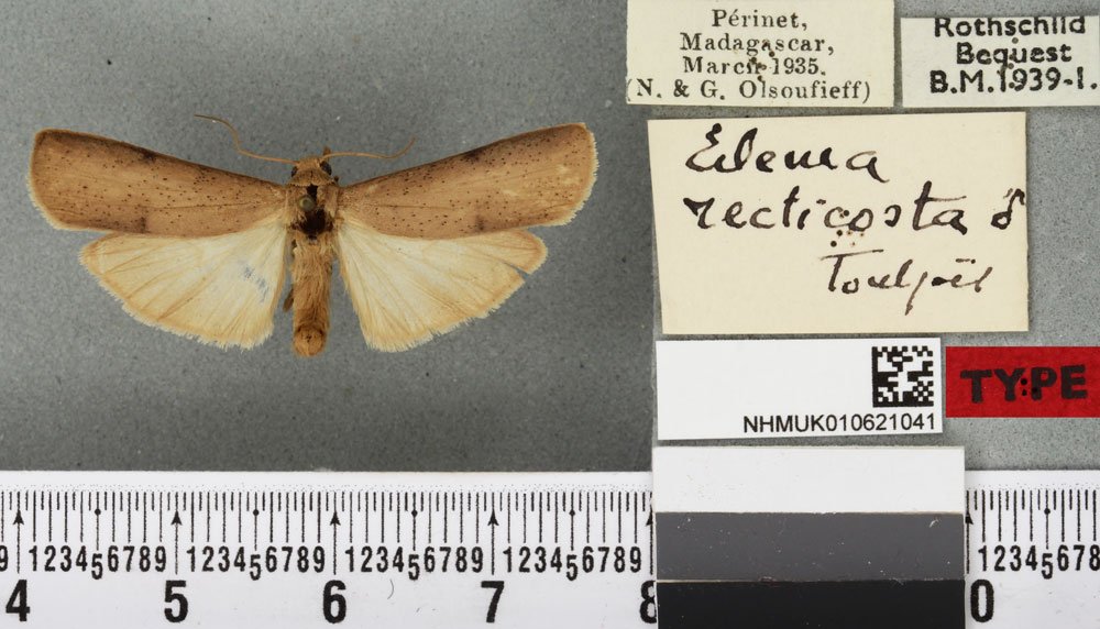 /filer/webapps/moths/media/images/R/recticosta_Eilema_HT_BMNHa.jpg