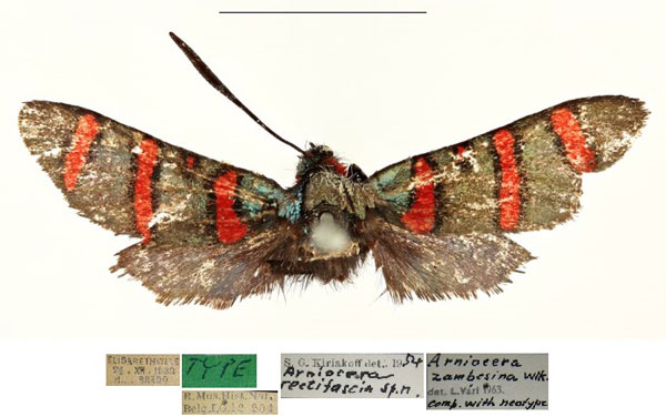 /filer/webapps/moths/media/images/R/rectifascia_Arniocera_HT_RBINS.jpg