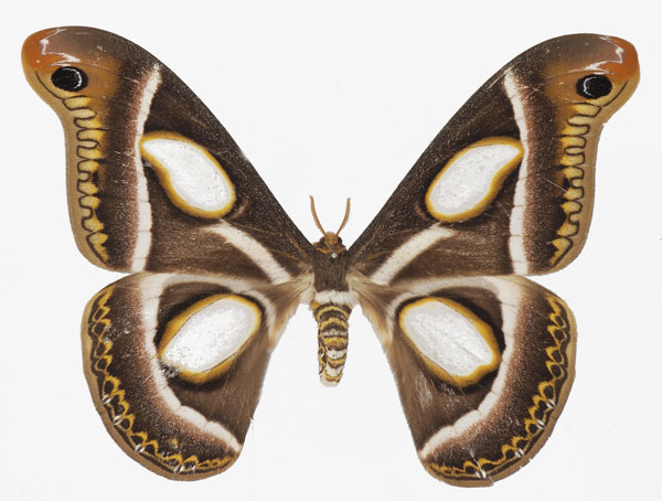 /filer/webapps/moths/media/images/R/rectifascia_Epiphora_AF_Basquina.jpg
