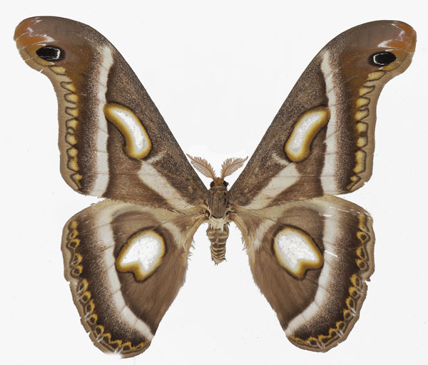 /filer/webapps/moths/media/images/R/rectifascia_Epiphora_AM_Basquin.jpg