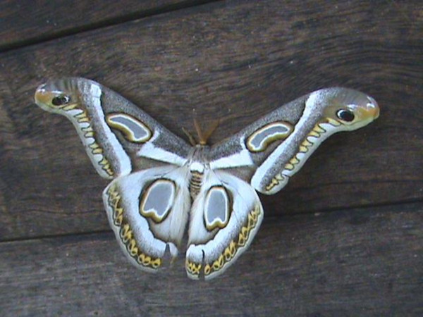 /filer/webapps/moths/media/images/R/rectifascia_Epiphora_A_Guyonnet.jpg