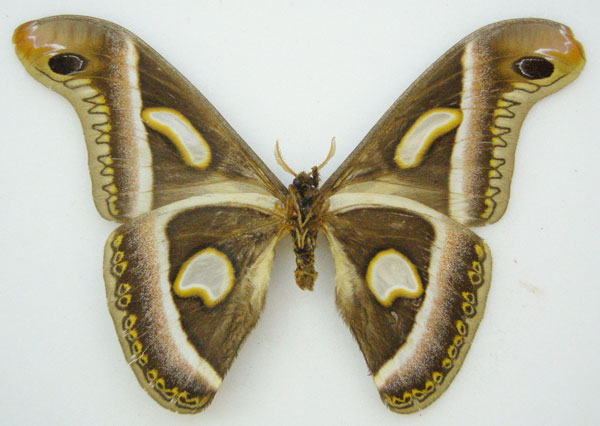 /filer/webapps/moths/media/images/R/rectifascia_Epiphora_HT_NHMUKb_KvFpChc.jpg
