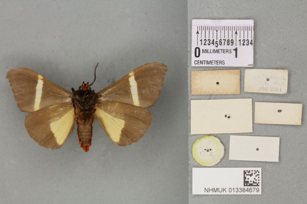 /filer/webapps/moths/media/images/R/rectifascia_Fodinoidea_PTM_BMNH_02b.jpg