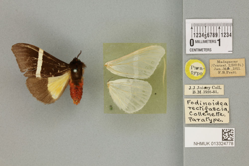 /filer/webapps/moths/media/images/R/rectifascia_Fodinoidea_PTM_BMNHa.jpg