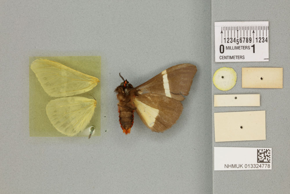 /filer/webapps/moths/media/images/R/rectifascia_Fodinoidea_PTM_BMNHb.jpg