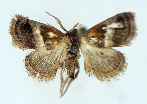 /filer/webapps/moths/media/images/R/rectifascia_Halseyia_AM_TMSA_01.jpg