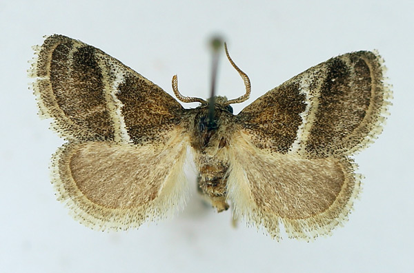/filer/webapps/moths/media/images/R/rectifascia_Halseyia_AM_TMSA_02.jpg