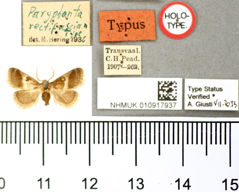 /filer/webapps/moths/media/images/R/rectifascia_Paryphanta_HT_BMNH.jpg