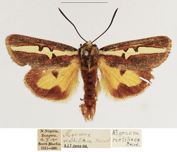 /filer/webapps/moths/media/images/R/rectilinea_Aegocera_AM_TMSA_02.jpg