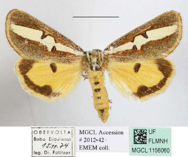 /filer/webapps/moths/media/images/R/rectilinea_Aegocera_A_MGCL_01.JPG