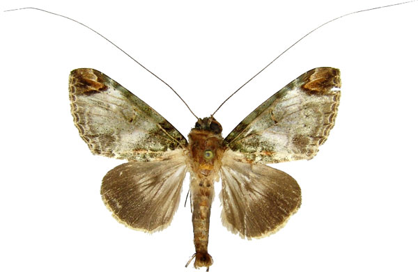 /filer/webapps/moths/media/images/R/rectilinea_Gigantoceras_AM_MCJM.jpg