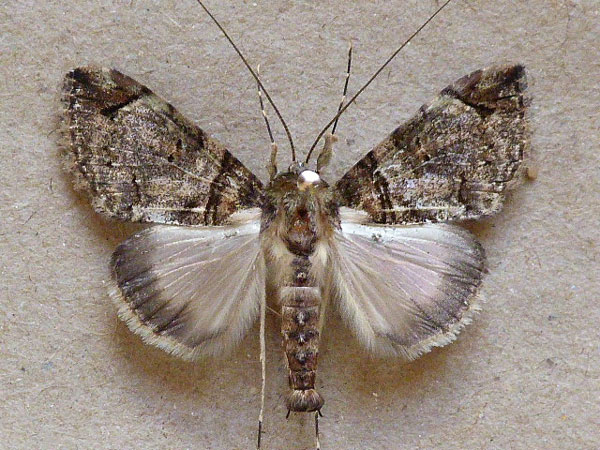 /filer/webapps/moths/media/images/R/rectilinea_Gigantoceras_A_Butler.jpg