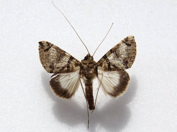 /filer/webapps/moths/media/images/R/rectilinea_Gigantoceras_A_Goff_02.jpg