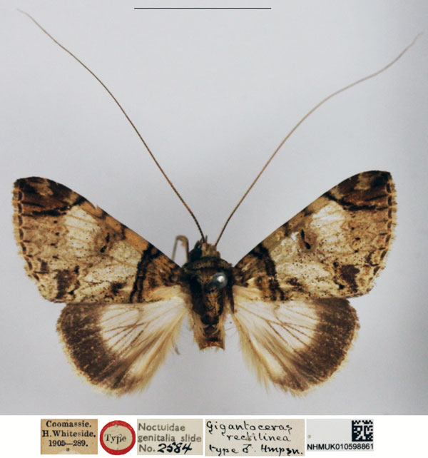 /filer/webapps/moths/media/images/R/rectilinea_Gigantoceras_HT_NHMUK.jpg