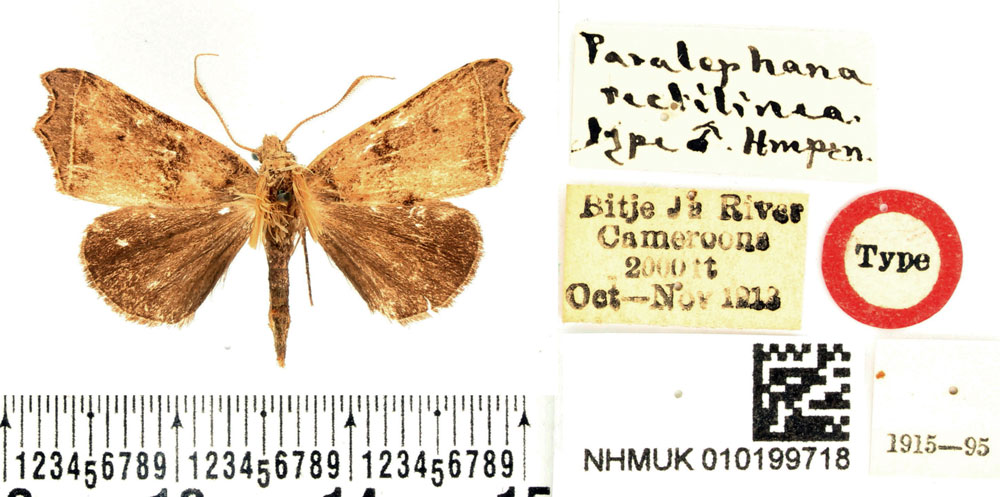 /filer/webapps/moths/media/images/R/rectilinea_Paralephana_HT_BMNH.jpg