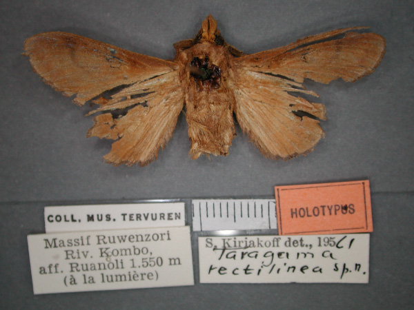 /filer/webapps/moths/media/images/R/rectilinea_Stoermeriana_HT_RMCA_02.jpg
