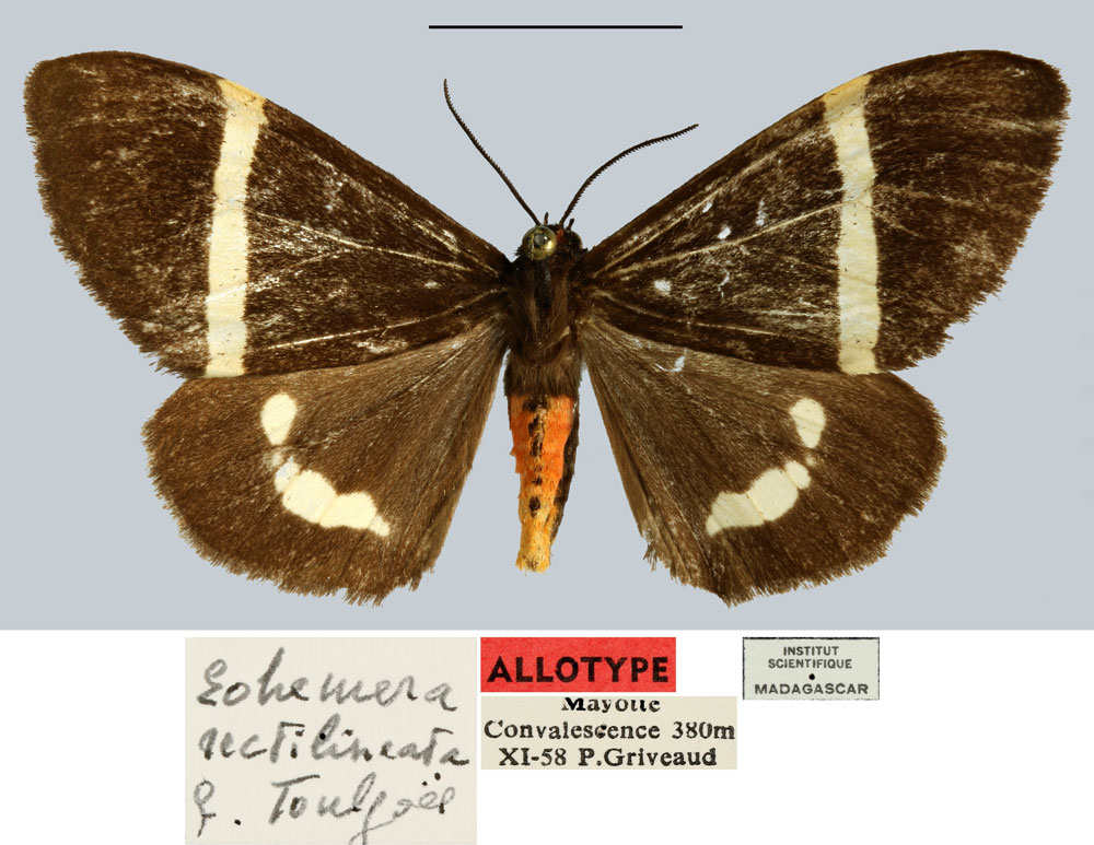 /filer/webapps/moths/media/images/R/rectilineata_Eohemera_AT_MNHN.jpg