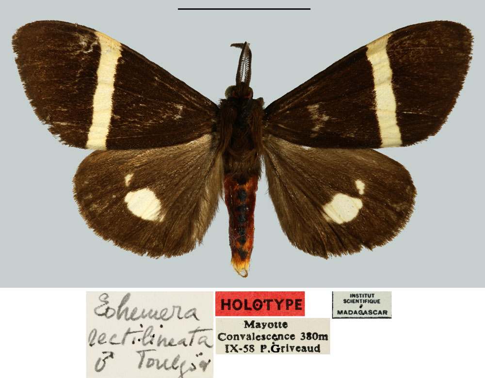 /filer/webapps/moths/media/images/R/rectilineata_Eohemera_HT_MNHN.jpg