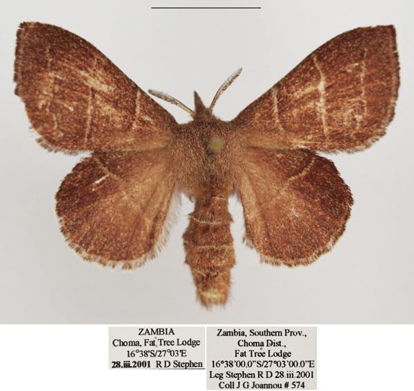 /filer/webapps/moths/media/images/R/rectilineata_Euwallengrenia_AM_TMSA_01.jpg