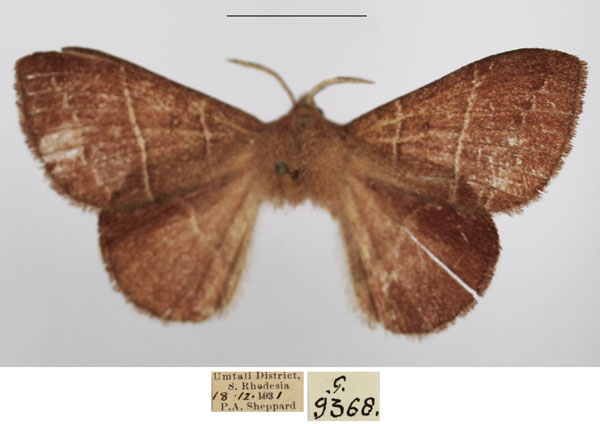 /filer/webapps/moths/media/images/R/rectilineata_Euwallengrenia_AM_TMSA_02.jpg