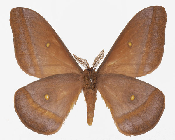 /filer/webapps/moths/media/images/R/rectilineata_Gonimbrasia_AM_Basquinb.jpg