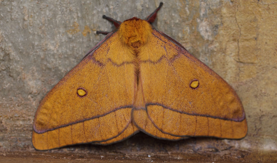 /filer/webapps/moths/media/images/R/rectilineata_Gonimbrasia_A_Voaden_01.jpg