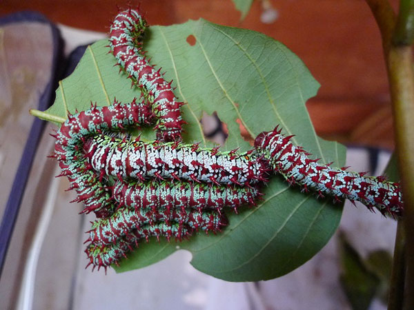 /filer/webapps/moths/media/images/R/rectilineata_Gonimbrasia_C_Konda.jpg