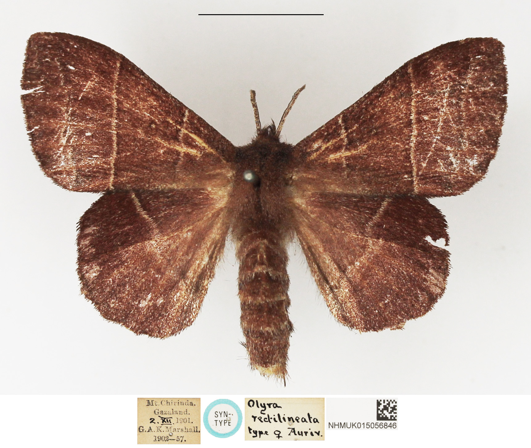 /filer/webapps/moths/media/images/R/rectilineata_Olyra_STF_NHMUK.JPG