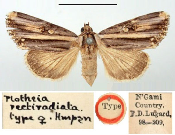 /filer/webapps/moths/media/images/R/rectiradiata_Tarache_HT_BMNH.jpg