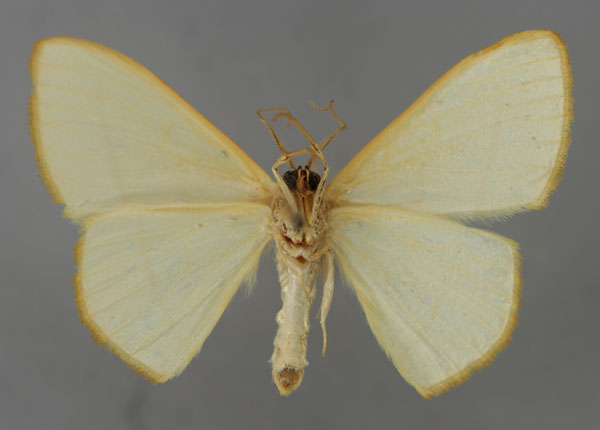 /filer/webapps/moths/media/images/R/rectisecta_Scopula_A_ZSM_02.jpg
