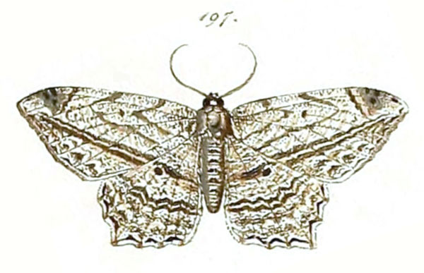 /filer/webapps/moths/media/images/R/rectistriaria_Acadra_HT_HS-197.jpg