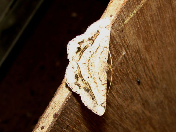 /filer/webapps/moths/media/images/R/rectistriaria_Chiasmia_A_Goff_01.jpg
