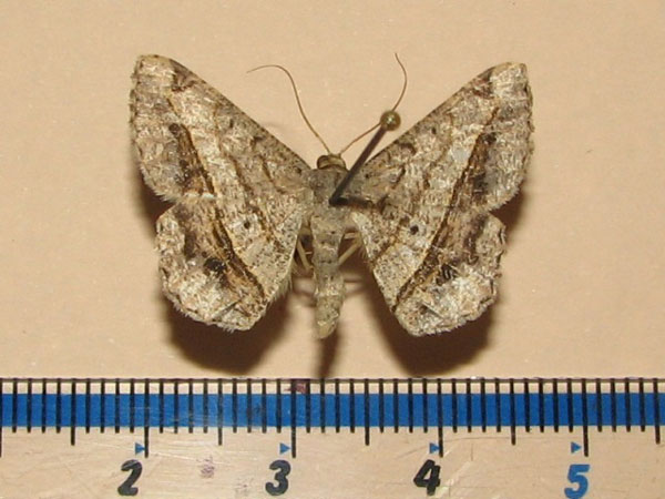 /filer/webapps/moths/media/images/R/rectistriaria_Chiasmia_A_Goff_02.jpg