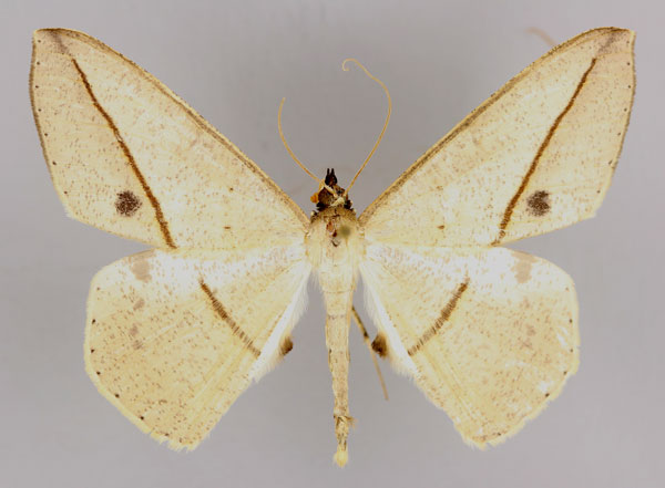 /filer/webapps/moths/media/images/R/rectistrigaria_Conolophia_A_ZSM_01.jpg