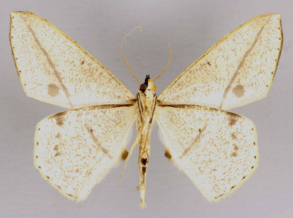 /filer/webapps/moths/media/images/R/rectistrigaria_Conolophia_A_ZSM_02.jpg