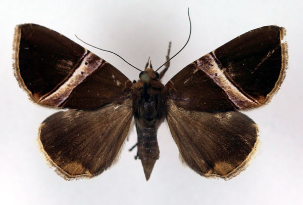 /filer/webapps/moths/media/images/R/rectivia_Dysgonia_AF_RMCA.jpg
