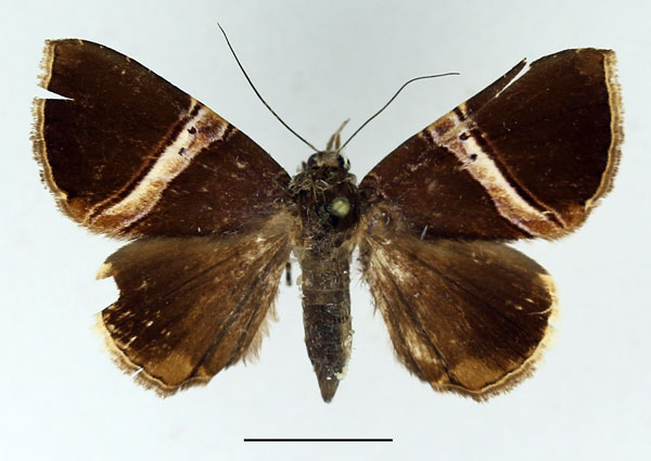/filer/webapps/moths/media/images/R/rectivia_Dysgonia_AM_Basquin_01.jpg