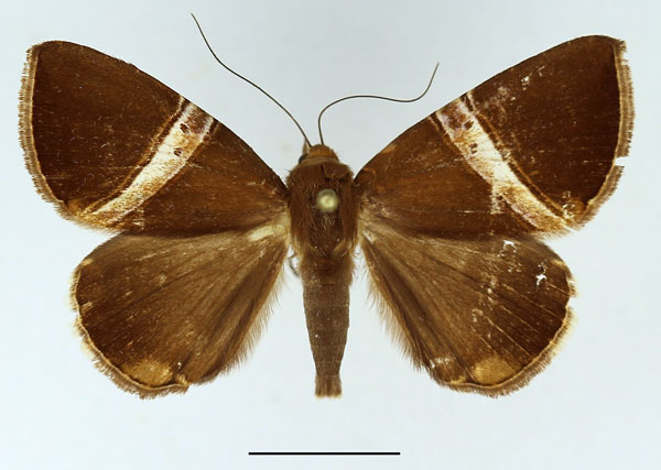 /filer/webapps/moths/media/images/R/rectivia_Dysgonia_AM_Basquin_02.jpg