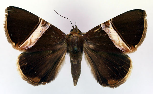 /filer/webapps/moths/media/images/R/rectivia_Dysgonia_A_RMCA.jpg
