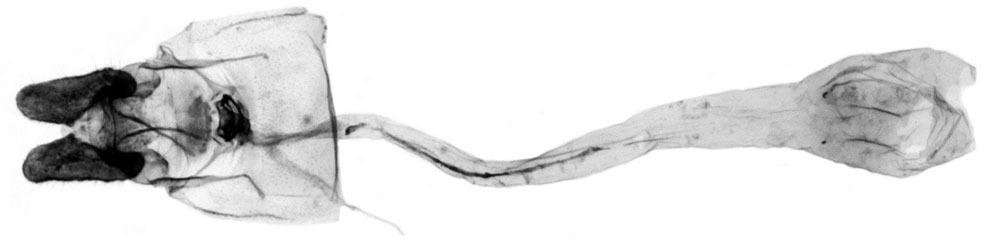 /filer/webapps/moths/media/images/R/rectogramma_Procrica_GFHT_RMCA_652.jpg